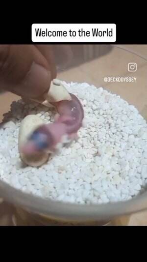 Lahirnya bayi gecko #gecko 