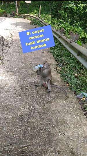 Si onyet minum tuak manis #monyet #hewan #animal #hewanliar 