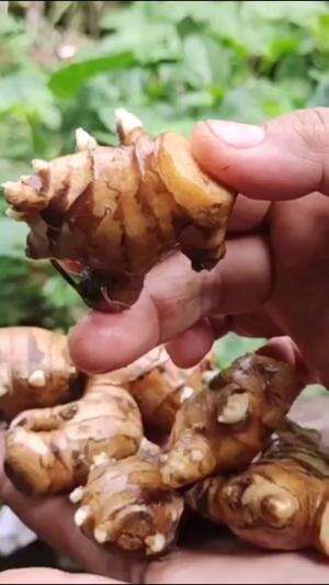 Tanam jahe sendiri di rumah #Berkebun #fyp #fypシ゚viral #trending #foryou #RCTIPlus #HOTrctiplus 