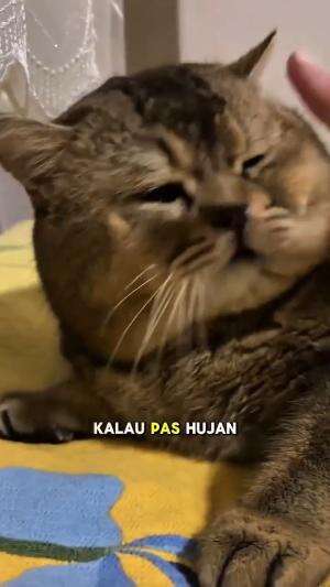 hidung meler

#HOTrctiplus #shortplus #kucingoyen #duniakucing