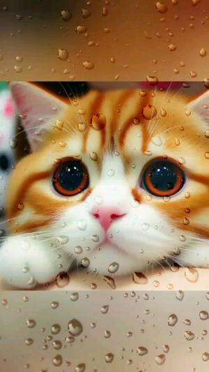 kucing kucing lucuu banget  #kucing  #kucinglucu  #kucingimut  #kucingkesayangan 