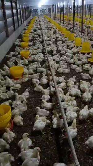 Usaha ayam broiler salah satu usaha yang menjanjikan   #ayambroiler
 #usahatnpdoabohong 