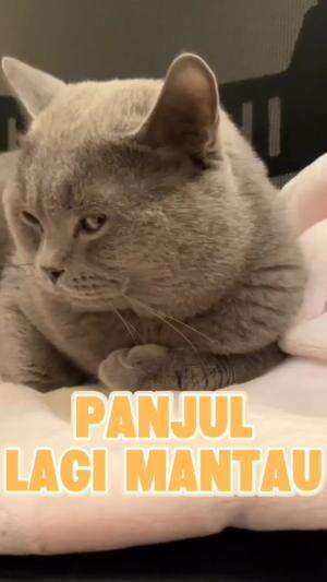 hp teroooozzzzz

#HOTrctiplus #shortplus #kucingoyen #duniakucing