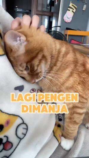 diganggu kakak
#HOTrctiplus #shortplus #kucingoyen #duniakucing