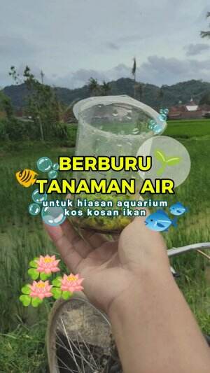 Berburu tanaman air liar, seru banget ! #lutfiafifi #tanamanunik #tanamanair #tanamanliar #sawah #ikan #cariikan 