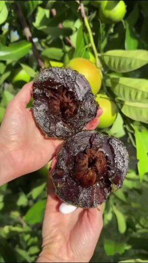 Macam macam buah sawo #Berkebun #edukasi #fyp #fypシ゚viral #trending #foryou #RCTIPlus #HOTrctiplus