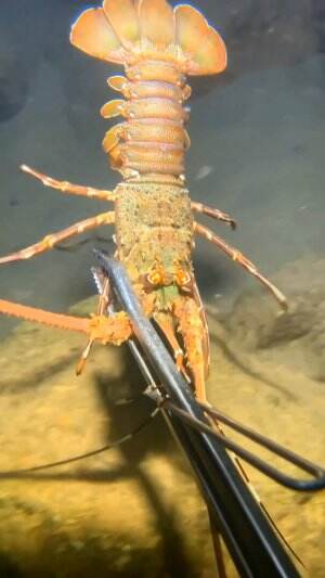 Seekor lobster sedang berjalan manja
.
#laut
#lobster
#viral