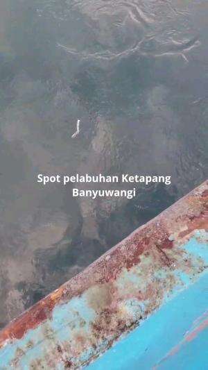 Spot pelabuhan Ketapang. Barakudanya melimpah.
 #mancing  #mancingmania  #ikanbarakuda  #fishing  #SEBARKANPESANKEBAIKAN  #RCTIPlus 