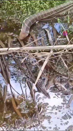 wkwkwk  #lucu  #videolucu  #Viral 