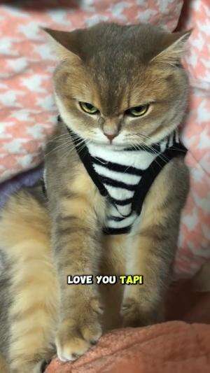 cintaaa
#HOTrctiplus #shortplus #kucingoyen #duniakucing