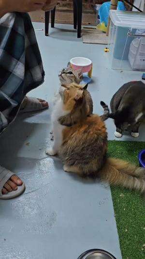 tanggal tua maemnya rumput 
#HOTrctiplus #shortplus #kucingoyen #duniakucing