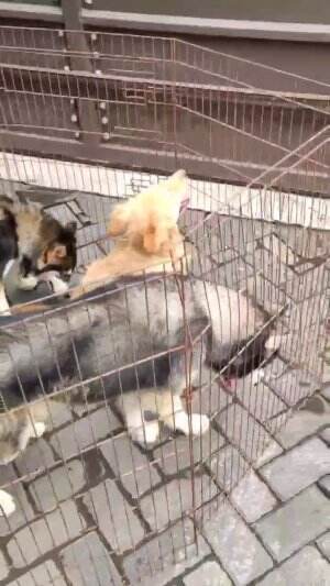 grooming day  #mariapetcaresurabaya 