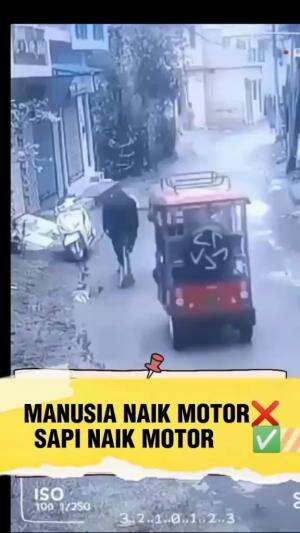 sapi naik motorr😱

 #fyp  #fypシ  #fypシ゚viral  #Viral #xyzbca   #videoviral  #viralvideo  #trending 