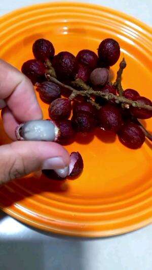 buah unik kalimantan 