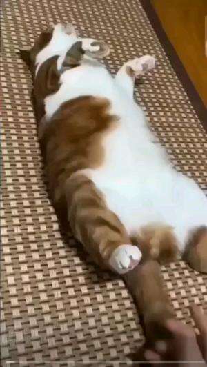 SEGEMES INI YAA

#kucinglucu #kucingoyen #catlovers #pencintakucing #kucinggemoy #kucinggemes #sahabarkucing