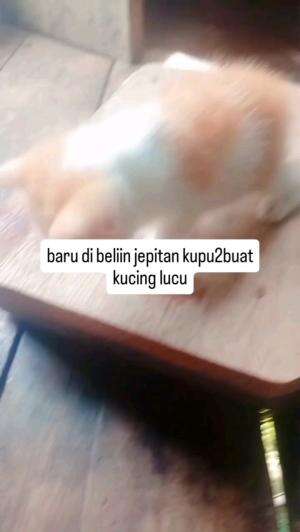 DIBELIIN JEPITAN KUPU KUPU

#kucinglucu #kucingoyen #catlovers #pencintakucing #kucinggemoy #kucinggemes #sahabarkucing