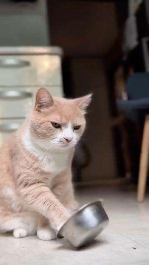 minta makan
#HOTrctiplus #shortplus #kucingoyen #duniakucing