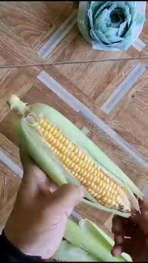 BONEKA LUCU DARI JAGUNG

#tipsandtrik #tips #trik #tutorial #kreatif #hiburan #inspirasi #inspiratif 