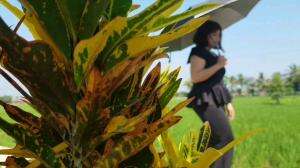 Cianjur Lembur Kuring - Original Song by Teh Esa