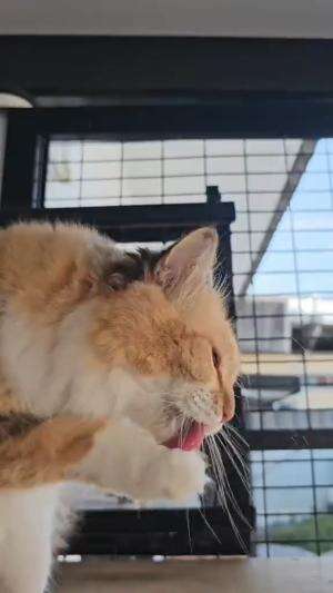 santai sore...
 #HOTrctiplus #shortplus #kucingoyen #duniakucing