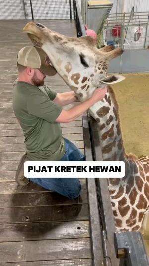 Pijat kretek untuk hewan #pijatkretek #hewan #faktaunik 