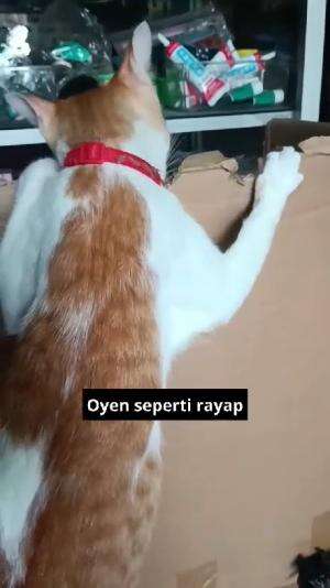 kucing oyen pemakan segala

#HOTrctiplus #shortplus #kucingoyen #duniakucing