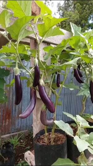waktunya panen #Berkebun #fyp #fypシ゚viral #trending #foryou #RCTIPlus #HOTrctiplus 