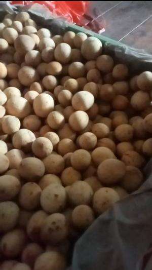 BUAH LANGSAT READY YA 
 #manis
