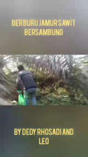 JAMUR SAWIT KALIMANTAN 