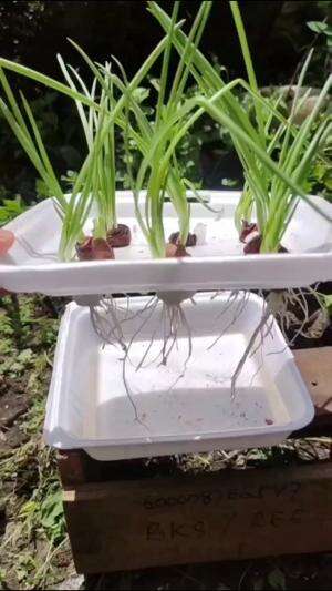 Memanfaatkan sterefom bekas untuk berkebun #edukasi #fyp #fypシ゚viral #trending #foryou #RCTIPlus #HOTrctiplus #Berkebun 