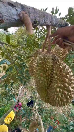 panen durian langsung dari pohonya #Inspirasi 