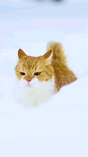 Kucing main di salju #kucing #kucingimut #kucinglucu 