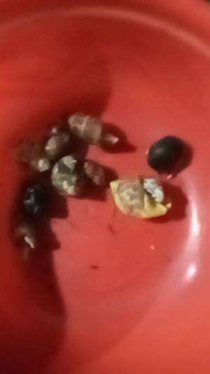KUMANG / KEONG / KERANG
 #kumang
 #kerang
 #keong

