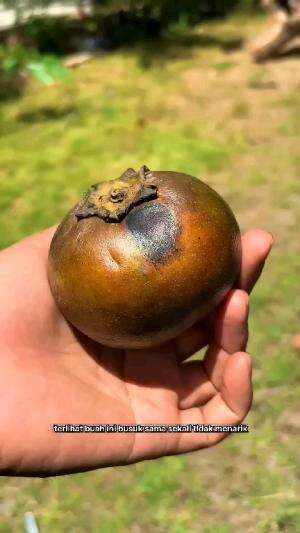 buah ini tidak busuk  #Inspirasi 