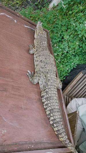 BUAYA
 #hiburan  #buaya  #wisata 