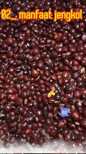 MANFAAT JENGKOL / JARING BAG.2
 #manfaatjaring
 #manfaatjengkol
 #manfaatdankegunaanjengkol
 #jengkol
 #jaring
 #jering
