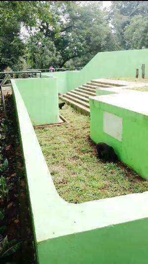 Beruang Madu Di Kebun Binatang Jaksel #Hewanlucu #kebunbinatang

