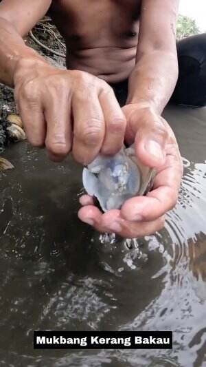 Mukbang Kerang Bakau Tepi Sungai #Mukbang 