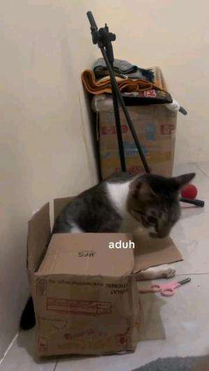SEDANG APA SII

#kucinglucu #kucingoyen #catlovers #pencintakucing #kucinggemoy #kucinggemes #sahabarkucing