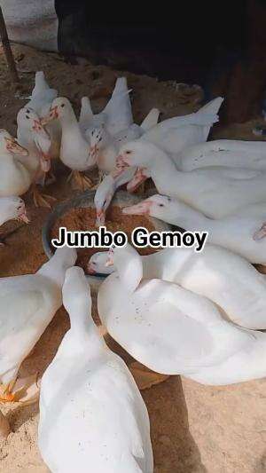 entok lagi pada makan
#HOTrctiplus #shortplus 