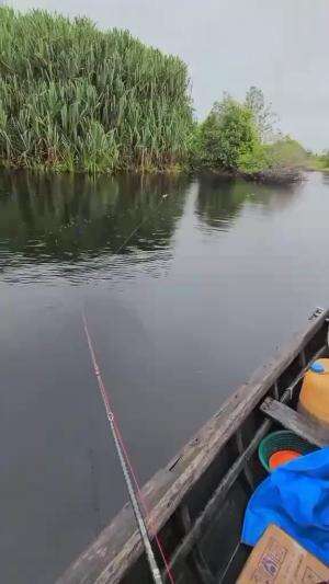 streek baby Toman  #casting  #toman #mancing 