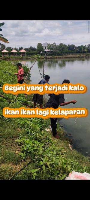 Ketika ikan ikan di empang sedang lapar tingkat dewa #mancingmania #memancingikan 