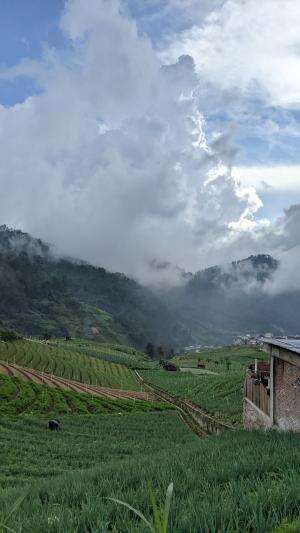suasana di kebun ketika mendung #mendung tak berarti hujan 