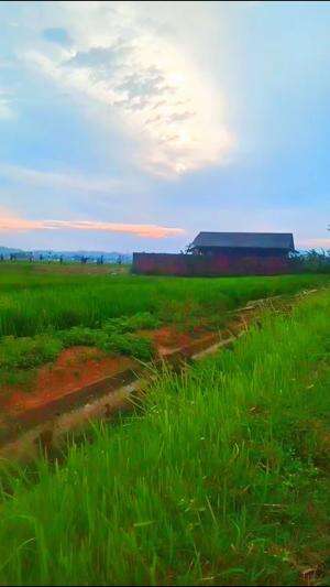 Sore hari dipingir persawahan #banyumas 