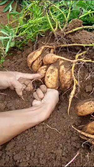 Ubi Madu Kuning #Berkebun #edukasi #fyp #fypシ゚viral #trending #foryou #RCTIPlus #HOTrctiplus