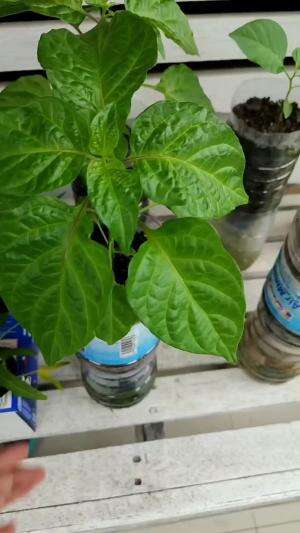 Cara menanam cabe dalam botol bekas tanpa siram setiap hari!
