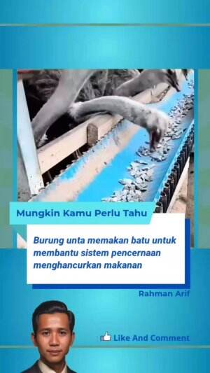 Burung unta memakan batu untuk membantu sistem pencernaan menghancurkan makanan.

 ‎#rcti #RCTIPlus #faktamenarik #fakta #faktaunik #faktadu