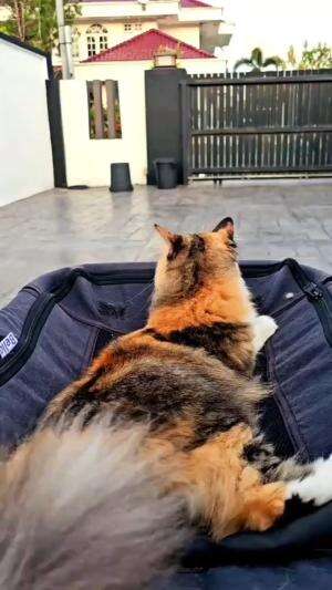 halan halan sore dulu bestii

#HOTrctiplus #shortplus #kucingoyen #duniakucing