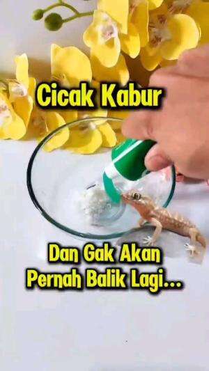 CICAK KABUR DAN TIDAK AKAN BALIK LAGI

#tipsandtrik #tips #trik #tutorial #kreatif #hiburan #inspirasi #inspiratif 