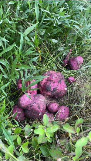 Ubi jalar merah putih #Berkebun #edukasi #fyp #fypシ゚viral #trending #foryou #RCTIPlus #HOTrctiplus